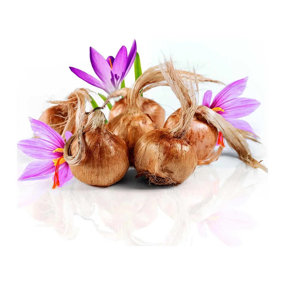 Bulbes de Safran pour Planter votre Propre Safran 500g, Bulbes de Fleurs d'Extérieur pour