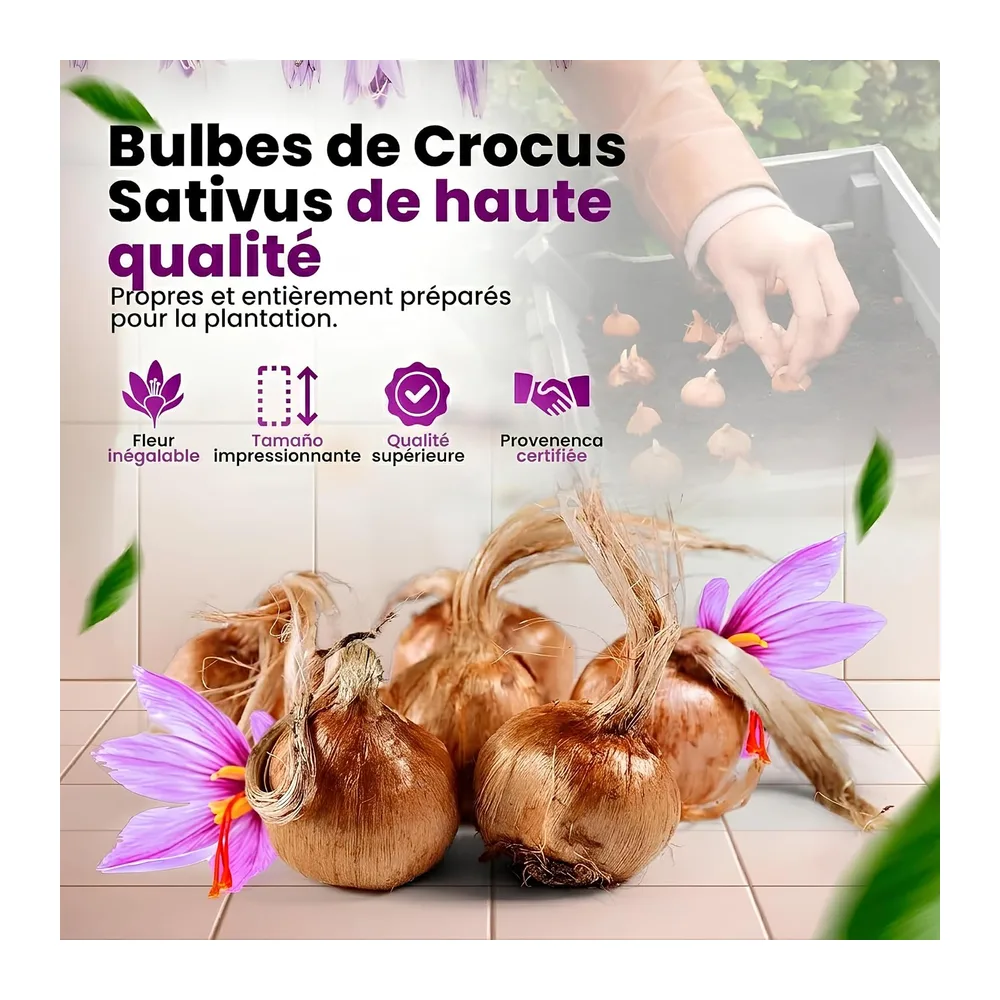 Bulbes de Safran pour Planter votre Propre Safran 500g, Bulbes de Fleurs d'Extérieur pour