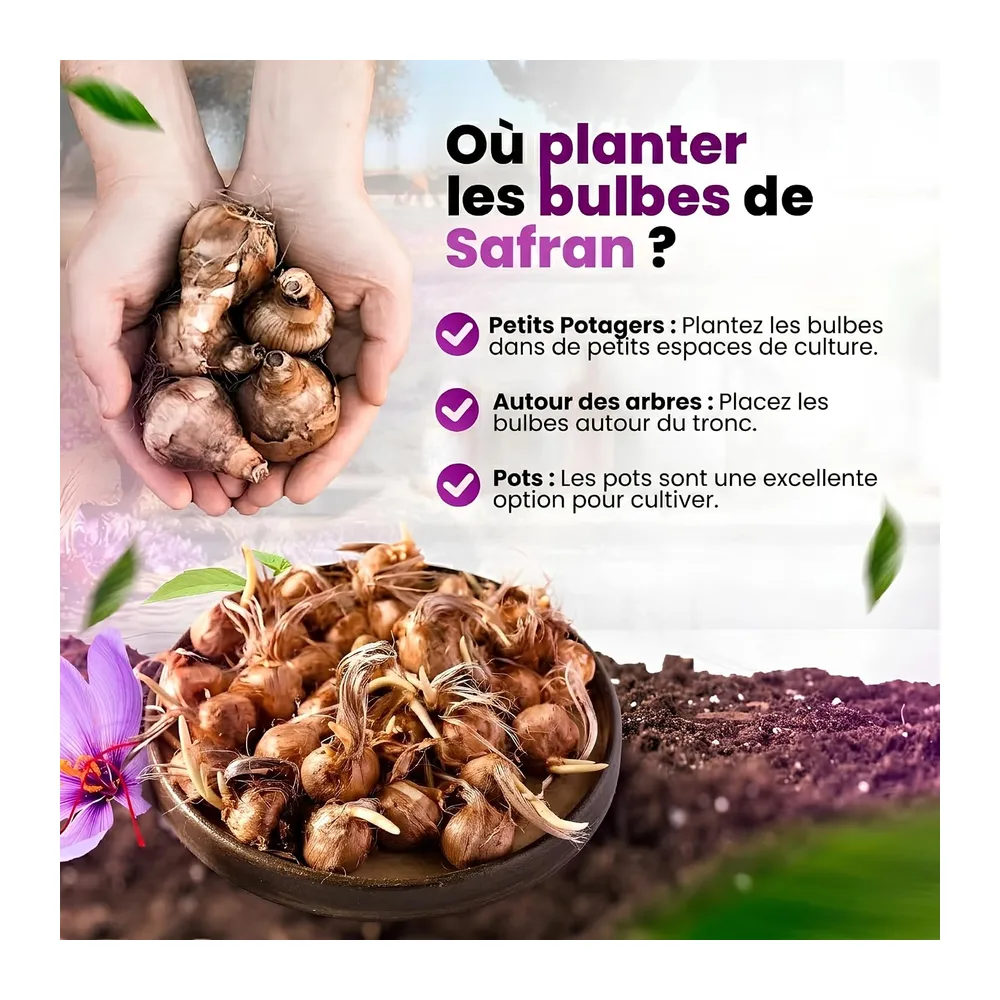 Bulbes de Safran pour Planter votre Propre Safran 500g, Bulbes de Fleurs d'Extérieur pour