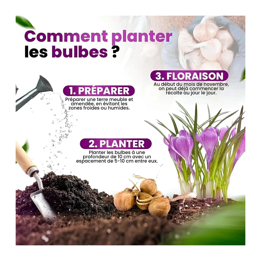 Bulbes de Safran pour Planter votre Propre Safran 500g, Bulbes de Fleurs d'Extérieur pour