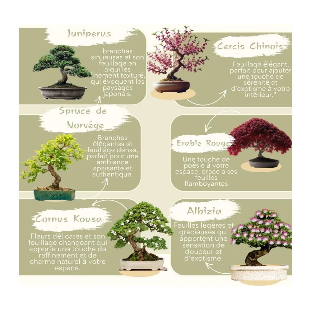CULTIVEA® Mini Kit Prêt à Pousser 6 Bonsaï - Jardinez et décorez - Idée Cadeau (Red