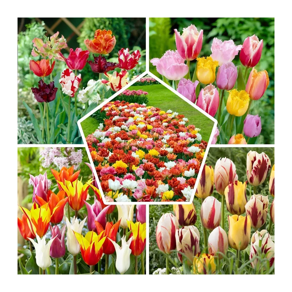 Tulipes Bulbes - Collection Mélange de Printemps - 50 Bulbes de Fleurs