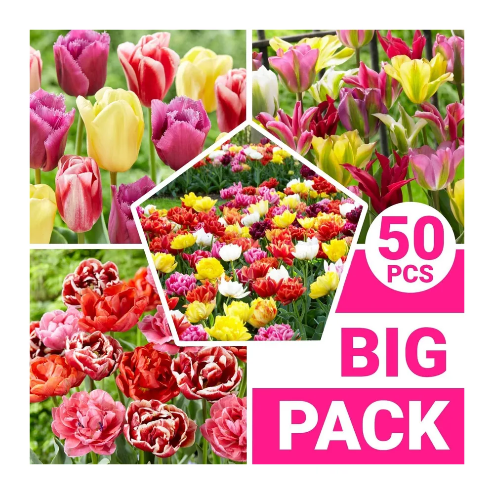 Tulipes Bulbes - Collection Mélange de Printemps - 50 Bulbes de Fleurs