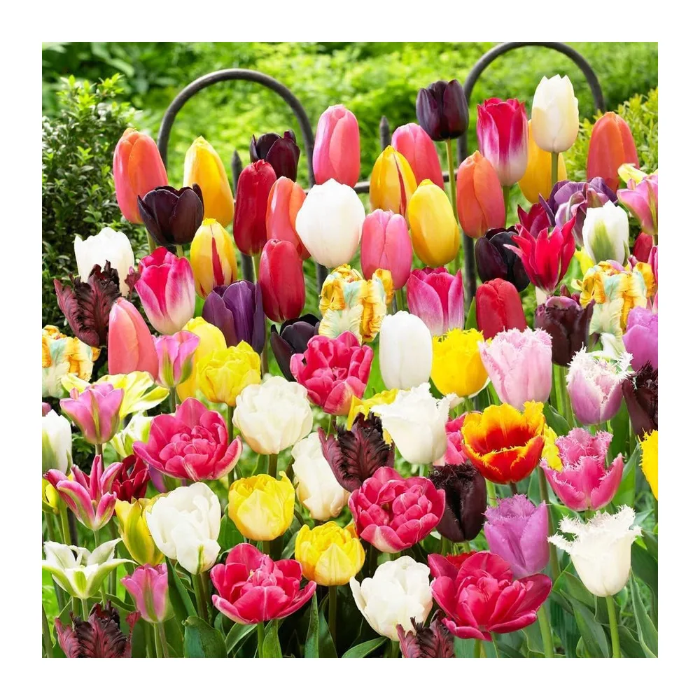 Tulipes Bulbes - Collection Mélange de Printemps - 50 Bulbes de Fleurs