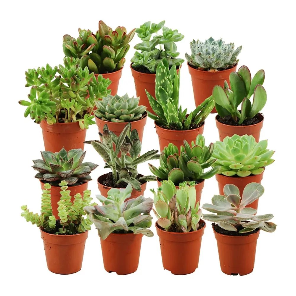 ZYNESFLORA Pot de fleurs 10 cm