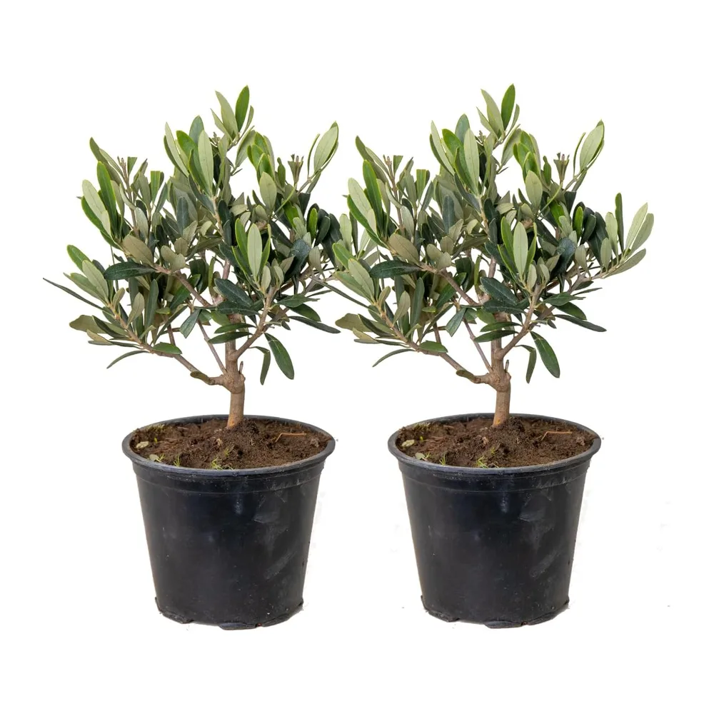 Bloomique - Lot de 2 - Olea Europaea - Olivier - Arbuste d’olivier - Plantes de jardin