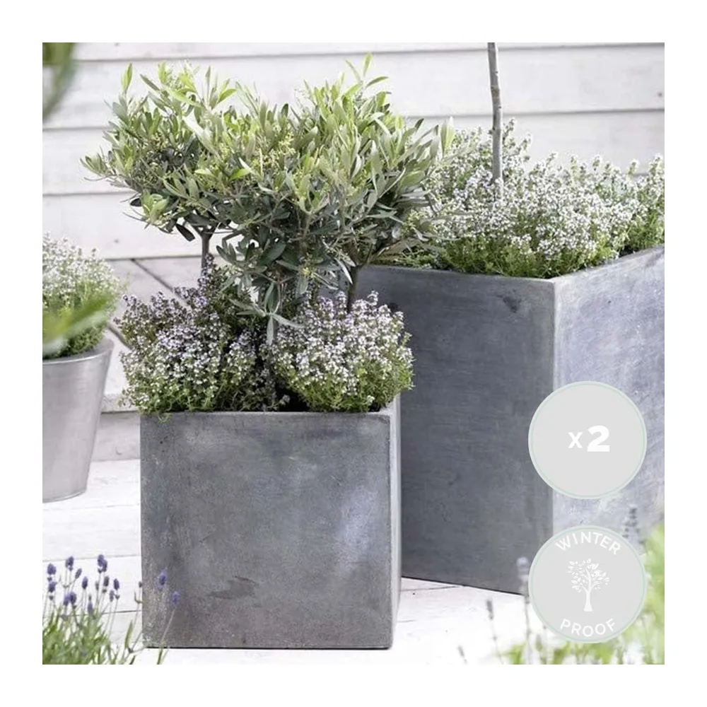 Bloomique - Lot de 2 - Olea Europaea - Olivier - Arbuste d’olivier - Plantes de jardin