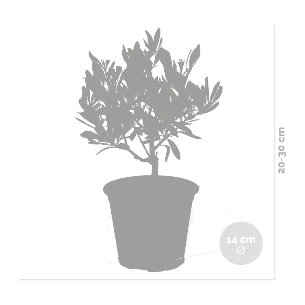 Bloomique - Lot de 2 - Olea Europaea - Olivier - Arbuste d’olivier - Plantes de jardin