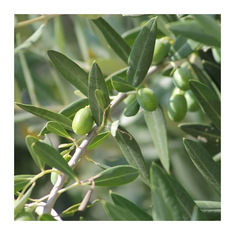 Bloomique - Lot de 2 - Olea Europaea - Olivier - Arbuste d’olivier - Plantes de jardin