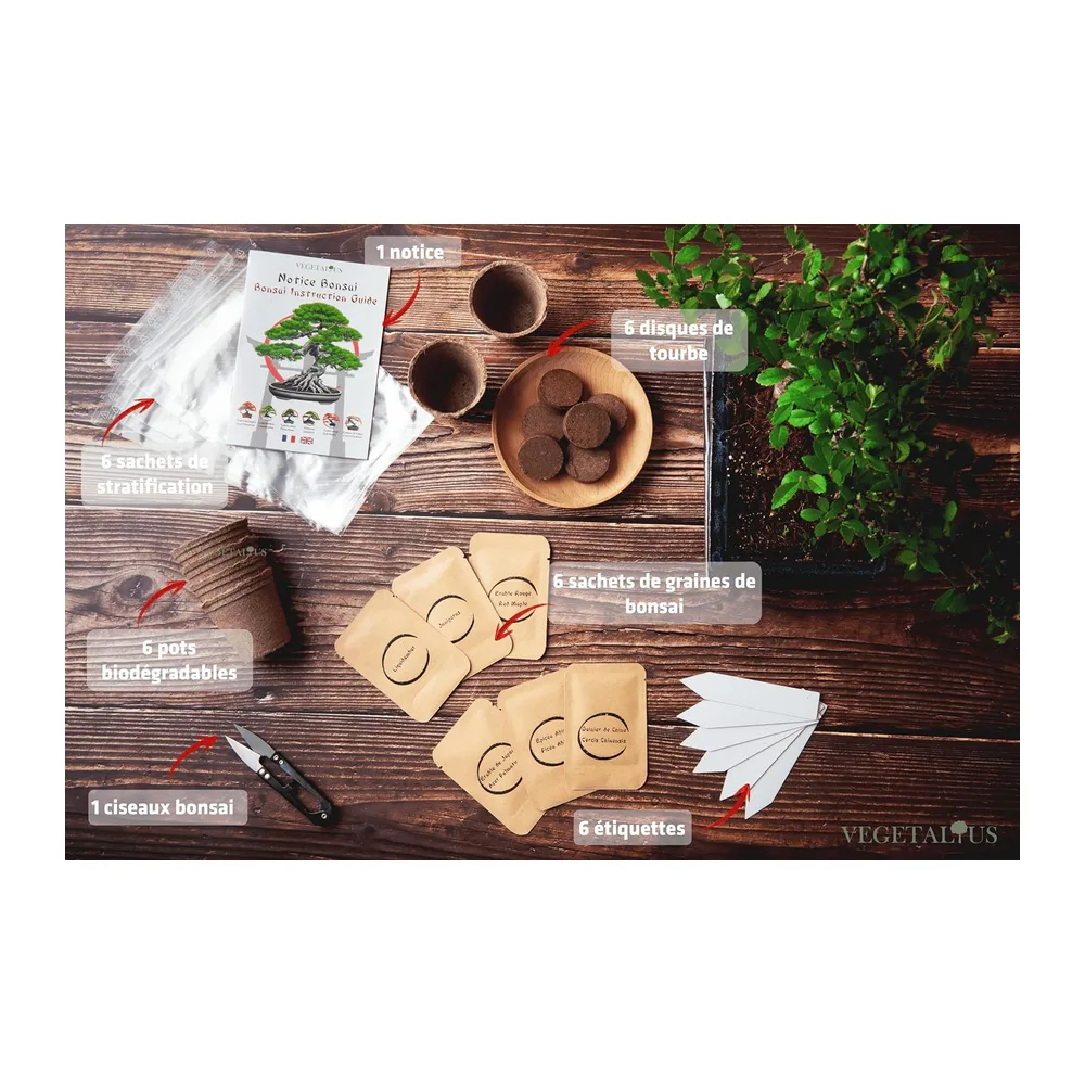 Kit complet de 6 Bonsai avec graines & accessoires - Fabriqué en France - Idée coffret