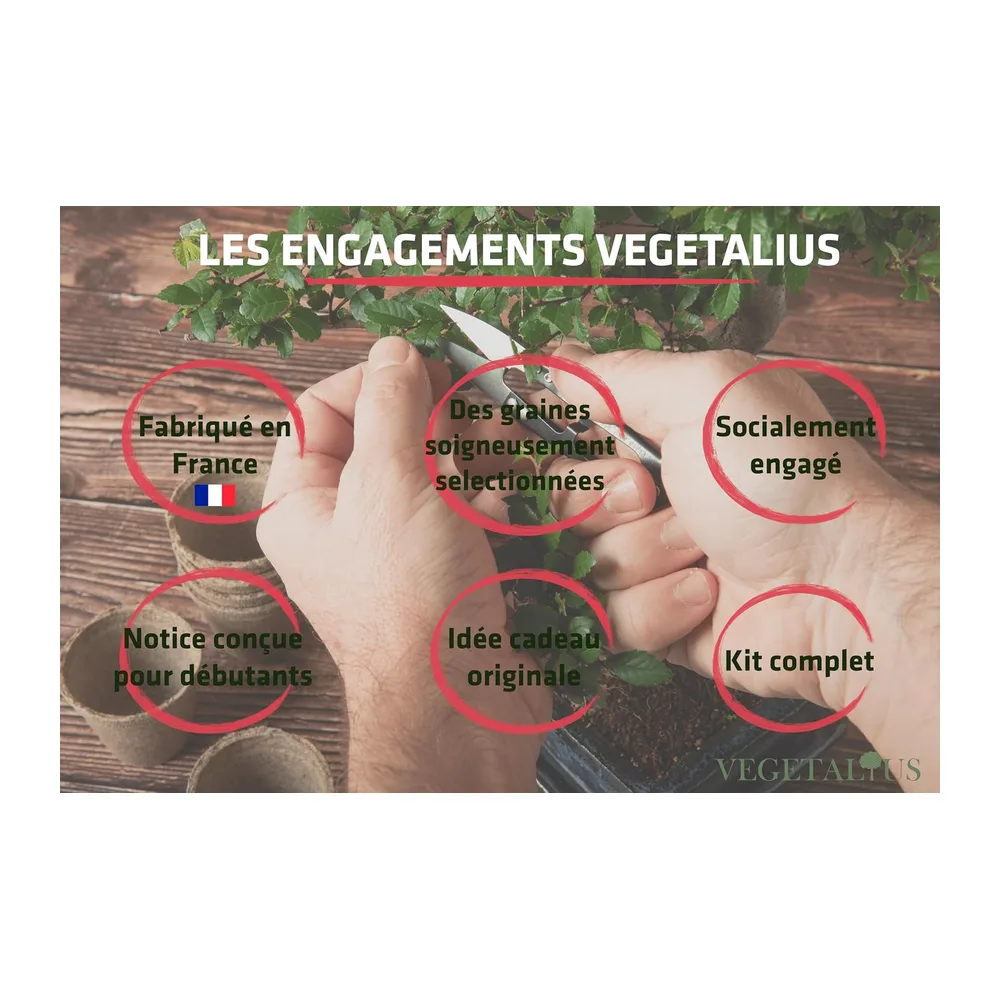Kit complet de 6 Bonsai avec graines & accessoires - Fabriqué en France - Idée coffret