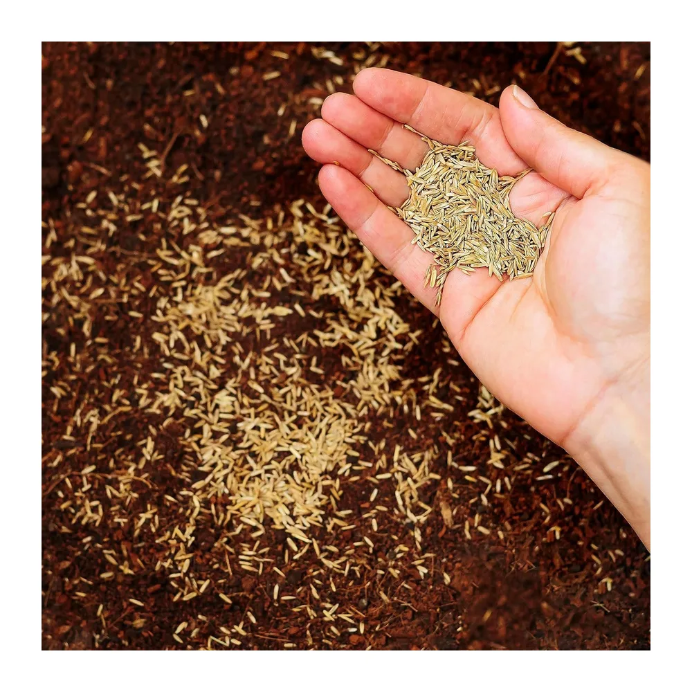 R&R SHOP - Semences pour Gazon, Poa Pratensis, Auto-régénérantes et Résistantes (1.5Kg