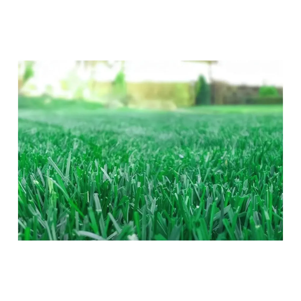 R&R SHOP - Semences pour Gazon, Poa Pratensis, Auto-régénérantes et Résistantes (1.5Kg