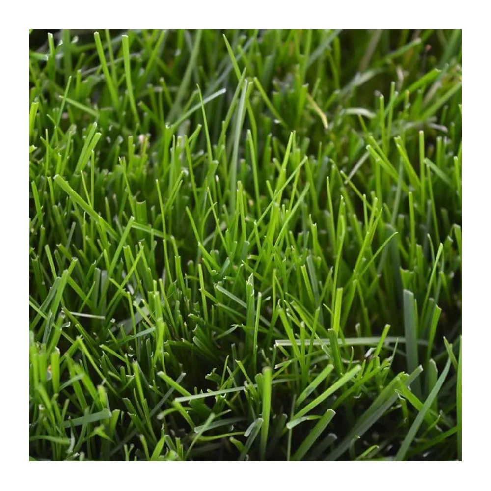 R&R SHOP - Semences pour Pelouse, Festuca Arundinacea, Résistantes et Longue Durée (1.5Kg