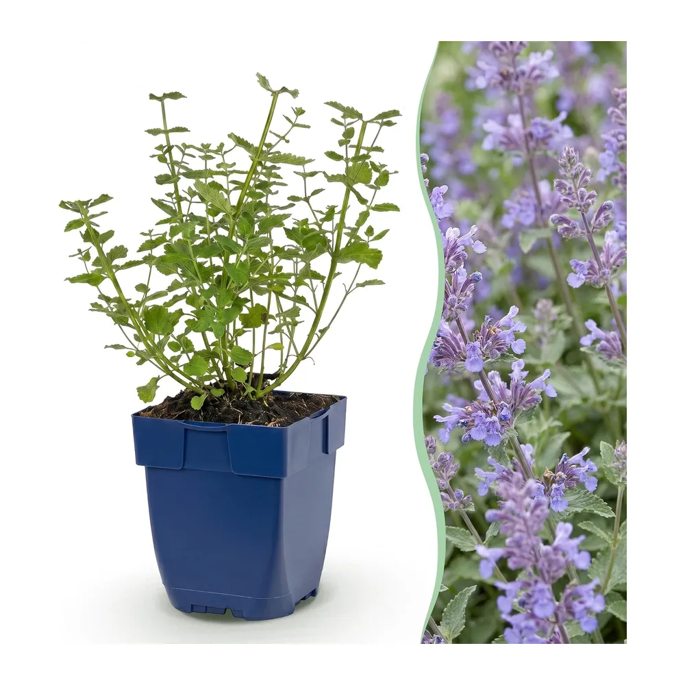 Green BoutiQ Plant