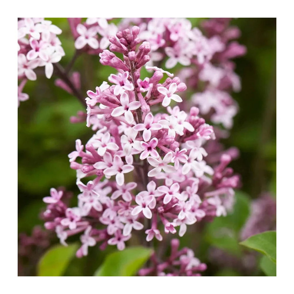 Syringa Palibin - Lilas de Corée, arbuste à fleurs rustique de jardin