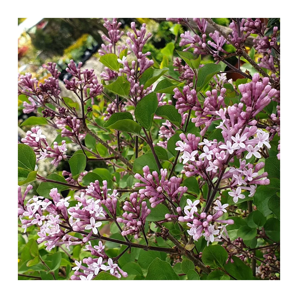 Syringa Palibin - Lilas de Corée, arbuste à fleurs rustique de jardin