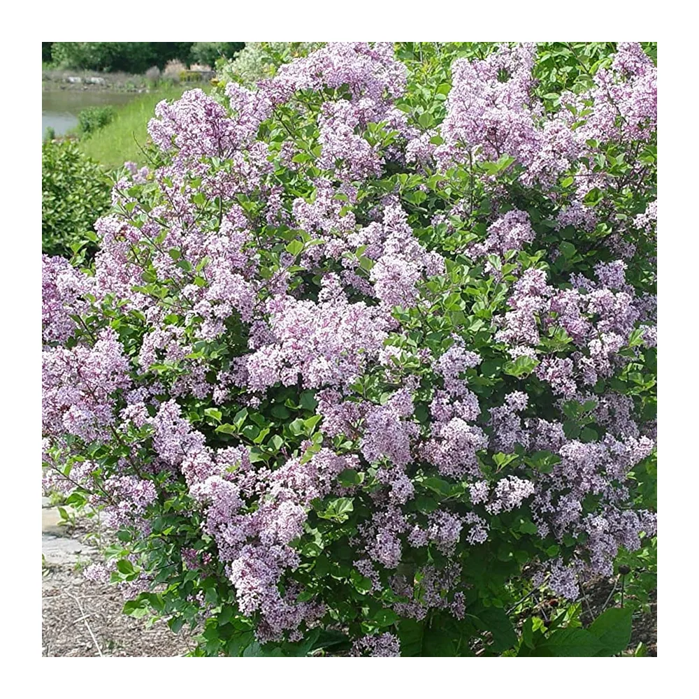 Syringa Palibin - Lilas de Corée, arbuste à fleurs rustique de jardin