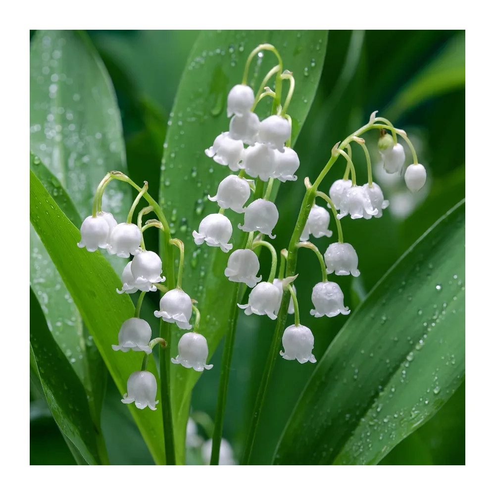 Muguet de mai - Plante de jardin vivace prête à planter