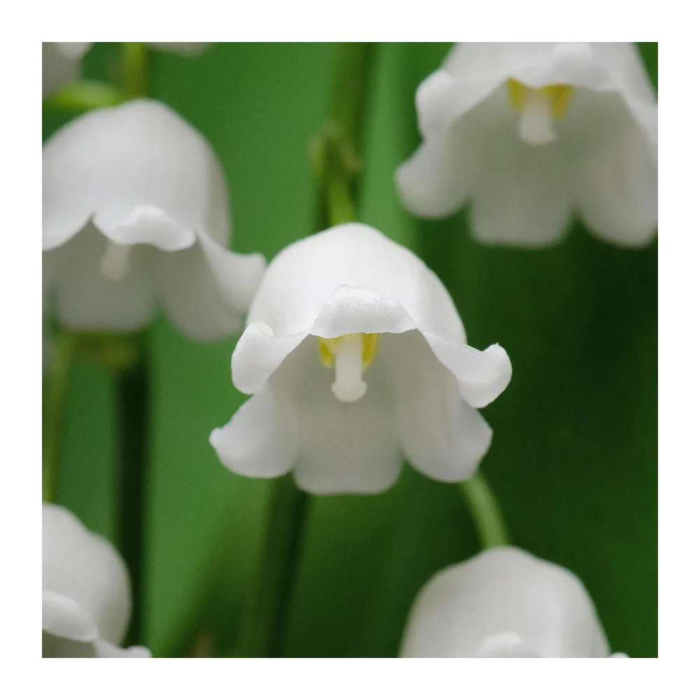 Muguet de mai - Plante de jardin vivace prête à planter