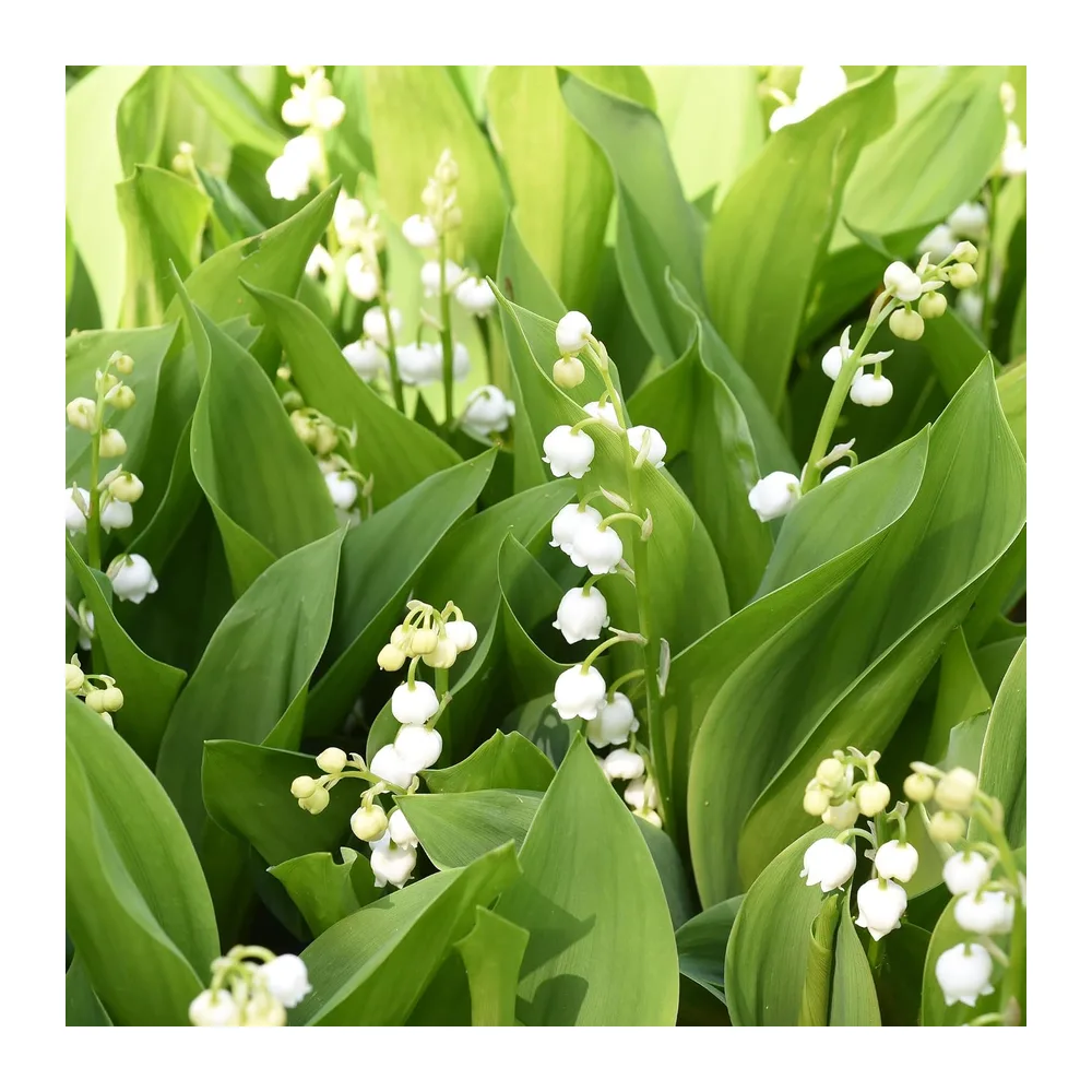 Muguet de mai - Plante de jardin vivace prête à planter