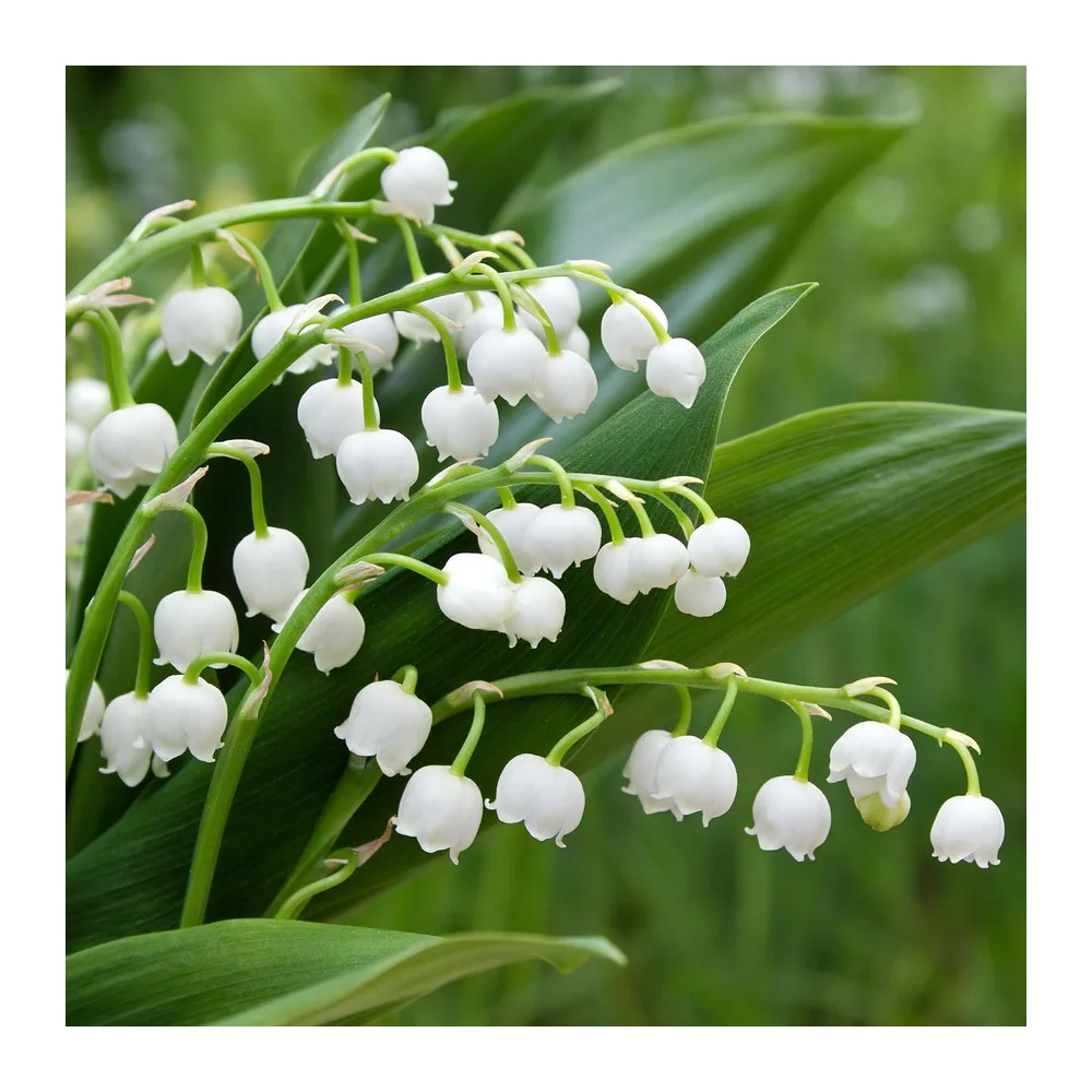 Muguet de mai - Plante de jardin vivace prête à planter